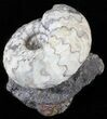 Craspedites Ammonite Fossil - Russia #63278-3